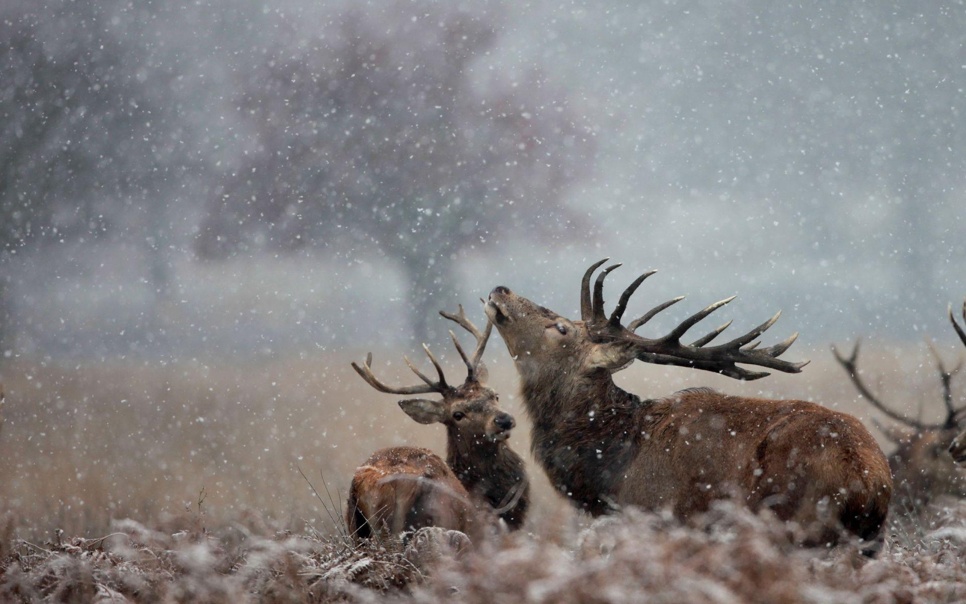 1920x1200 Deer snow nature