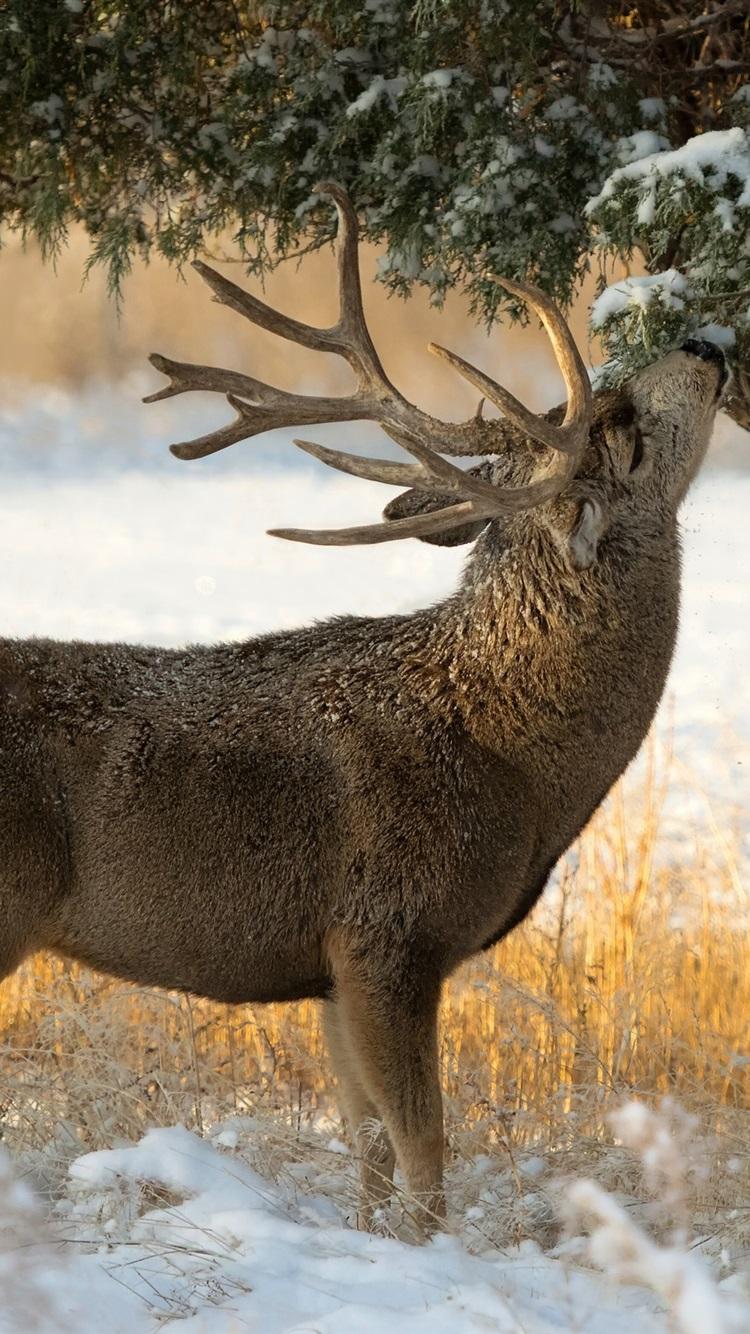 750x1334 iPhone Wallpaper Winter, Snow, Tree, Deer iPhone 6s