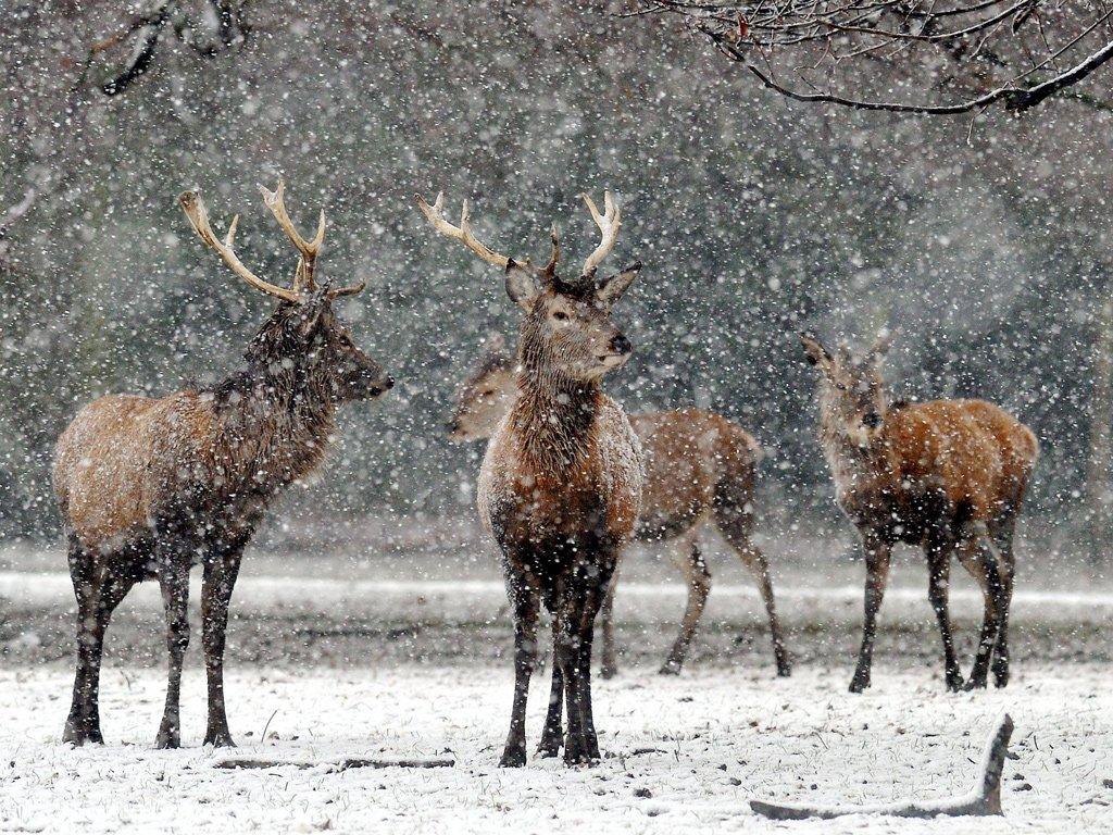 1024x768 Deer Snow Wallpaper