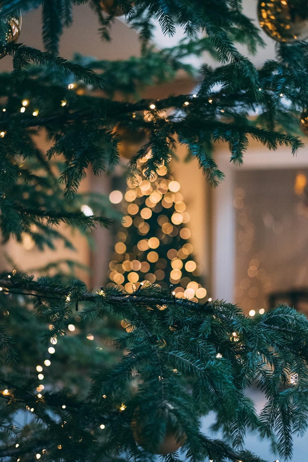 1000x1498 Xmas Picture. Download Free Image