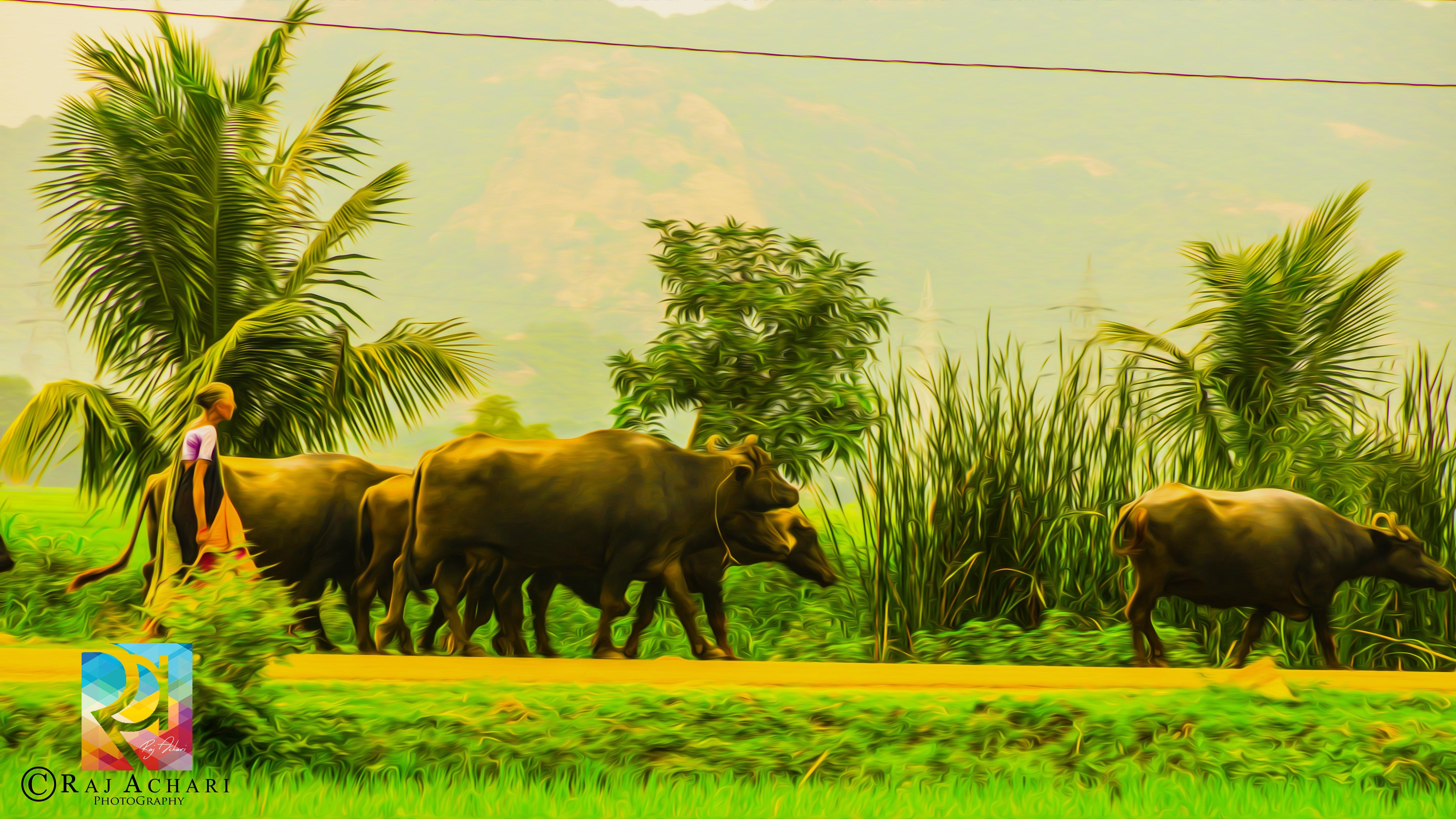 6000x3376 Indian Village wallpaperx3376
