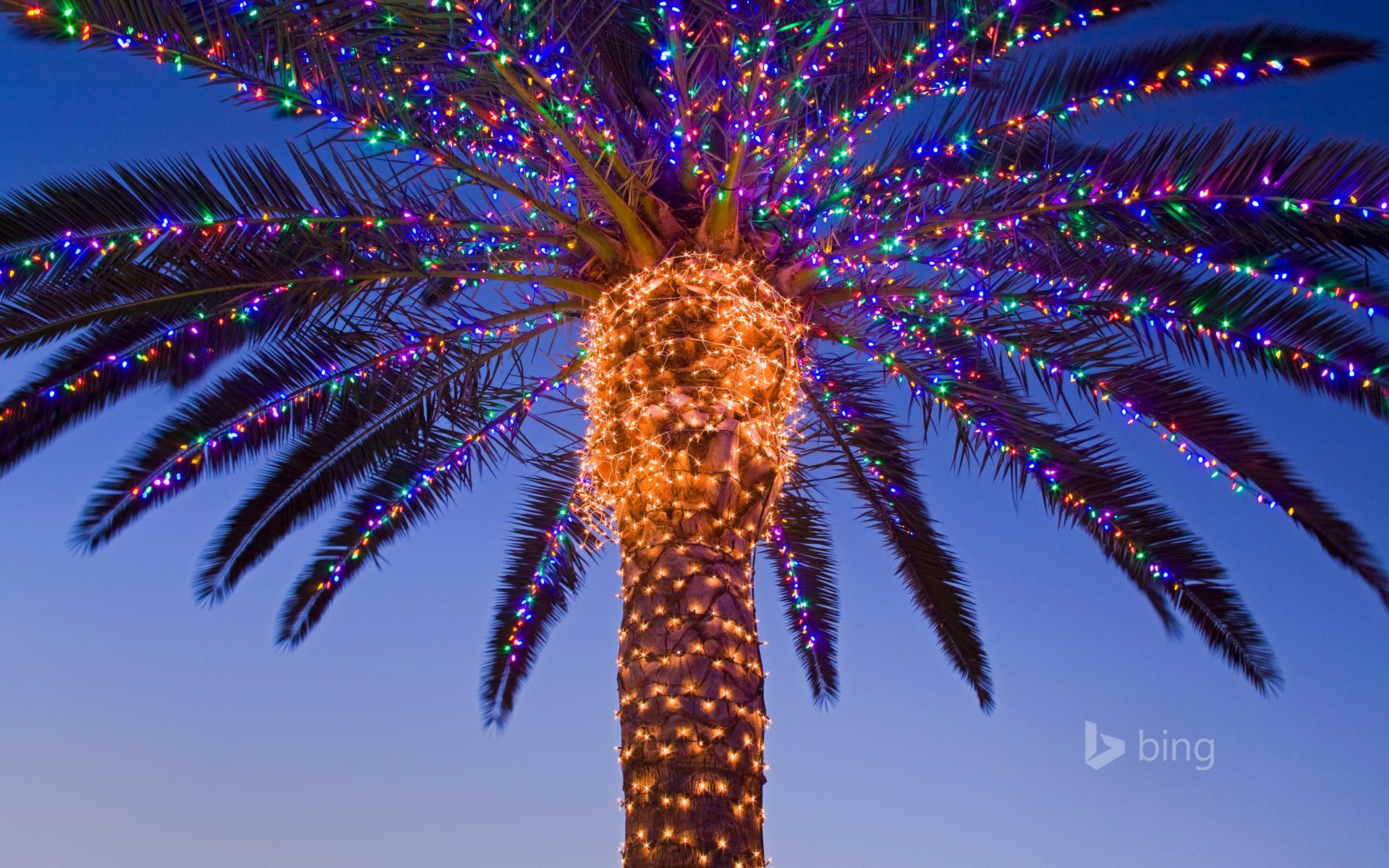 1920x1200 Christmas lights in a palm tree at a winery, Temecula Valley, California, USA
