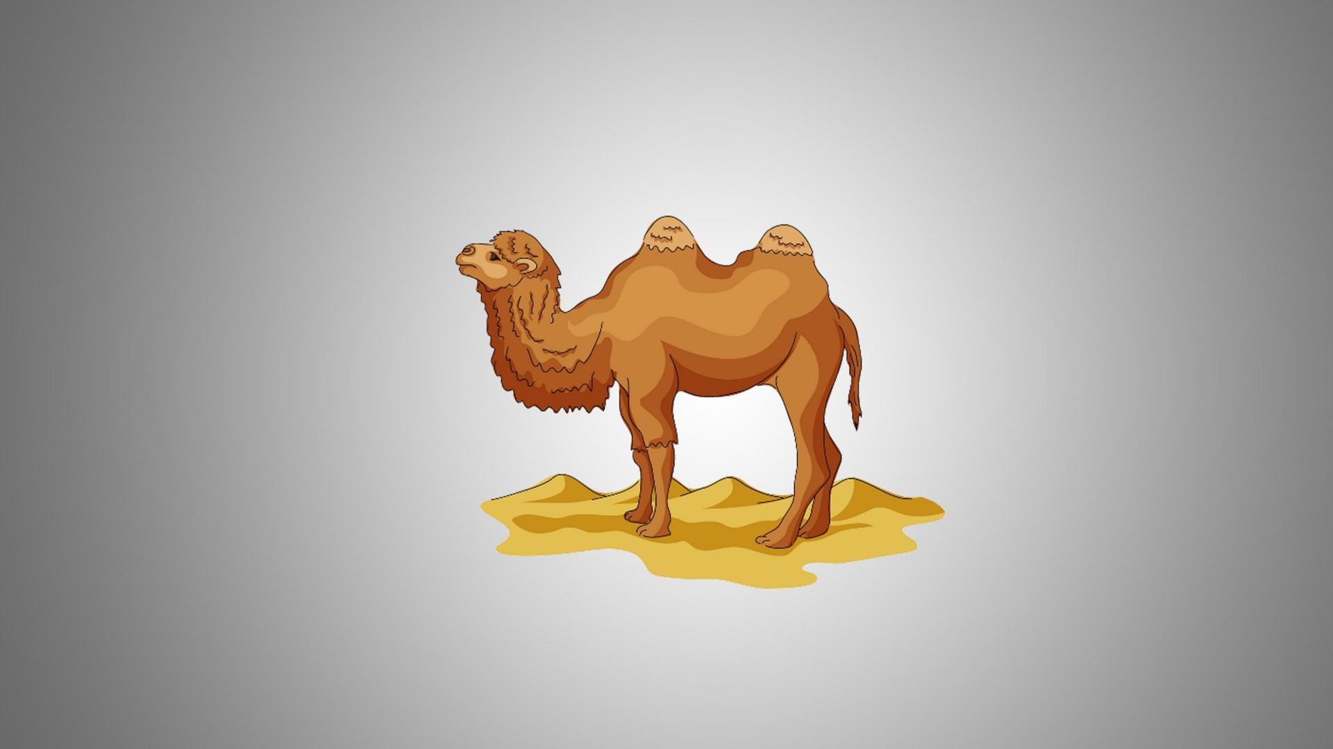 1920x1080 camel HD wallpaper, background