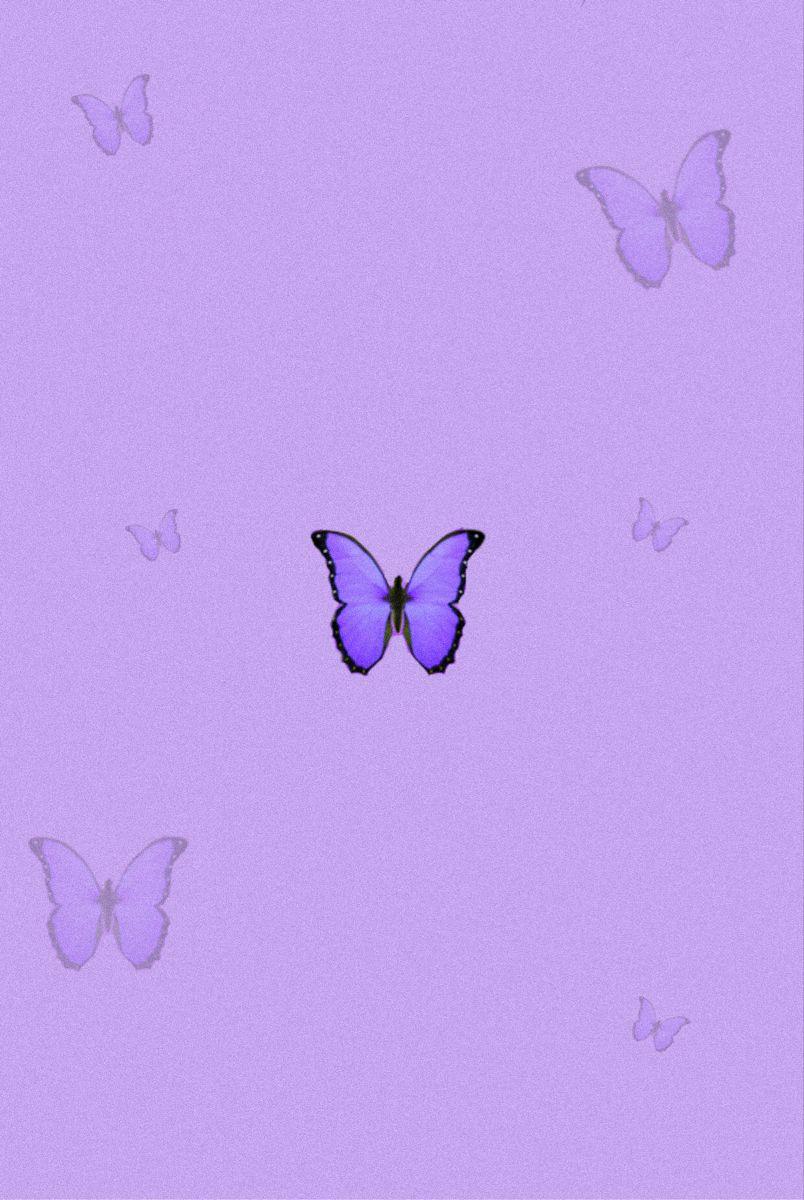 804x1200 aesthetic purple butterfly✨