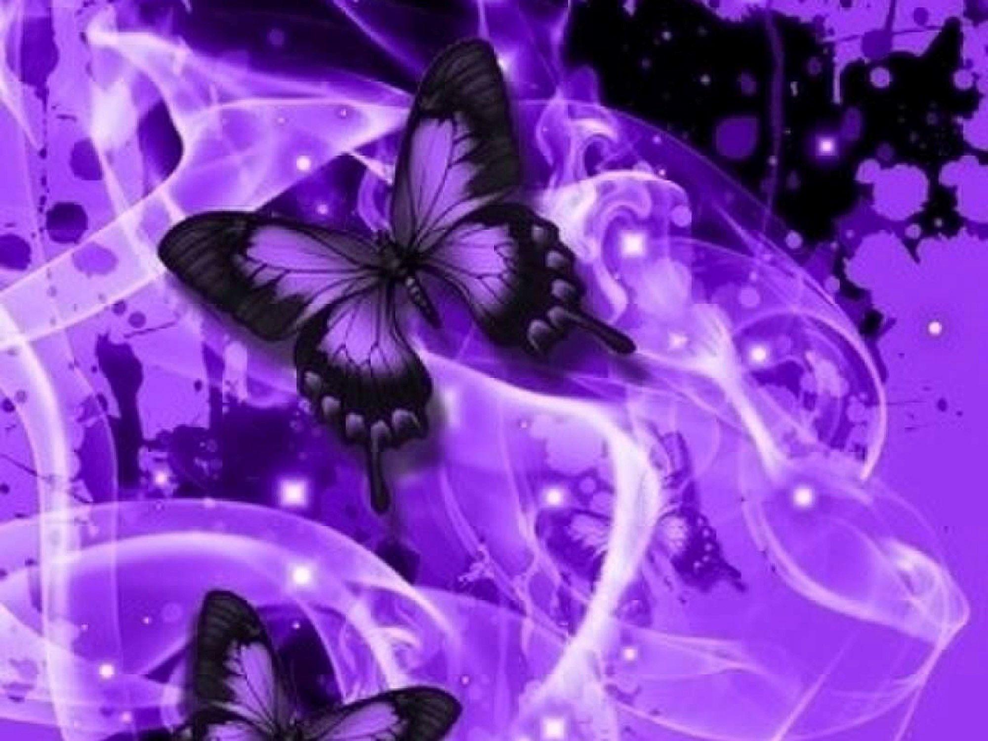 2000x1500 Purple Butterflies Wallpaper