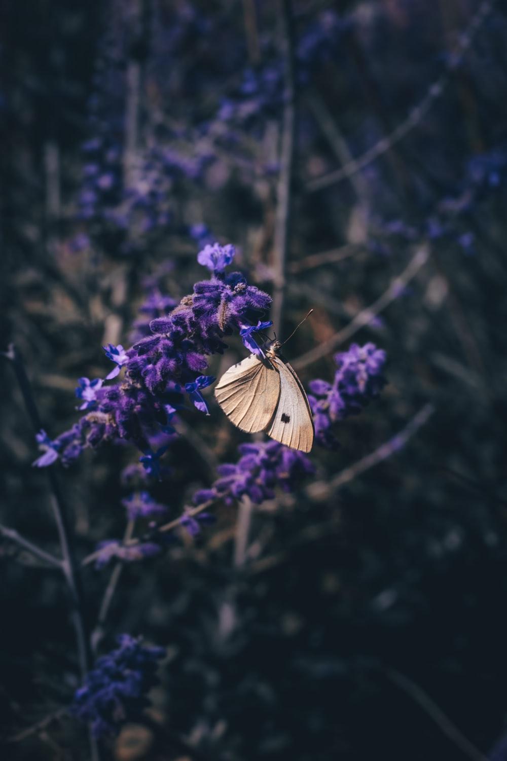 1000x1501 Purple Butterfly Picture. Download Free Image