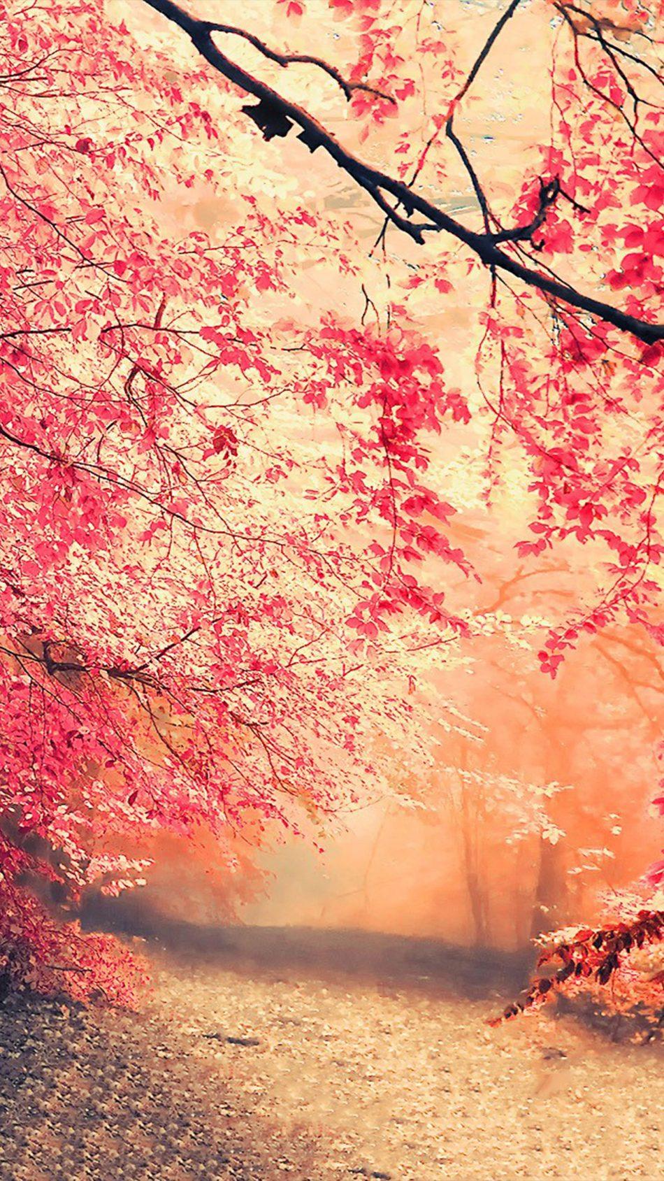 950x1689 Forest Fall Fog Nature 4k Ultra HD Mobile Wallpaper Wallpaper HD For Mobile