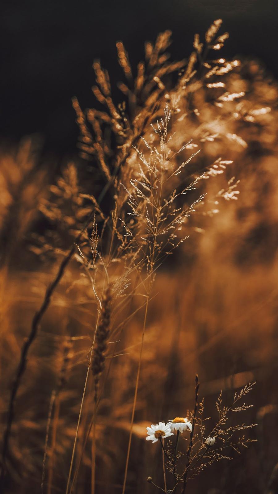 900x1600 Wallpaper By Wallpaper Download