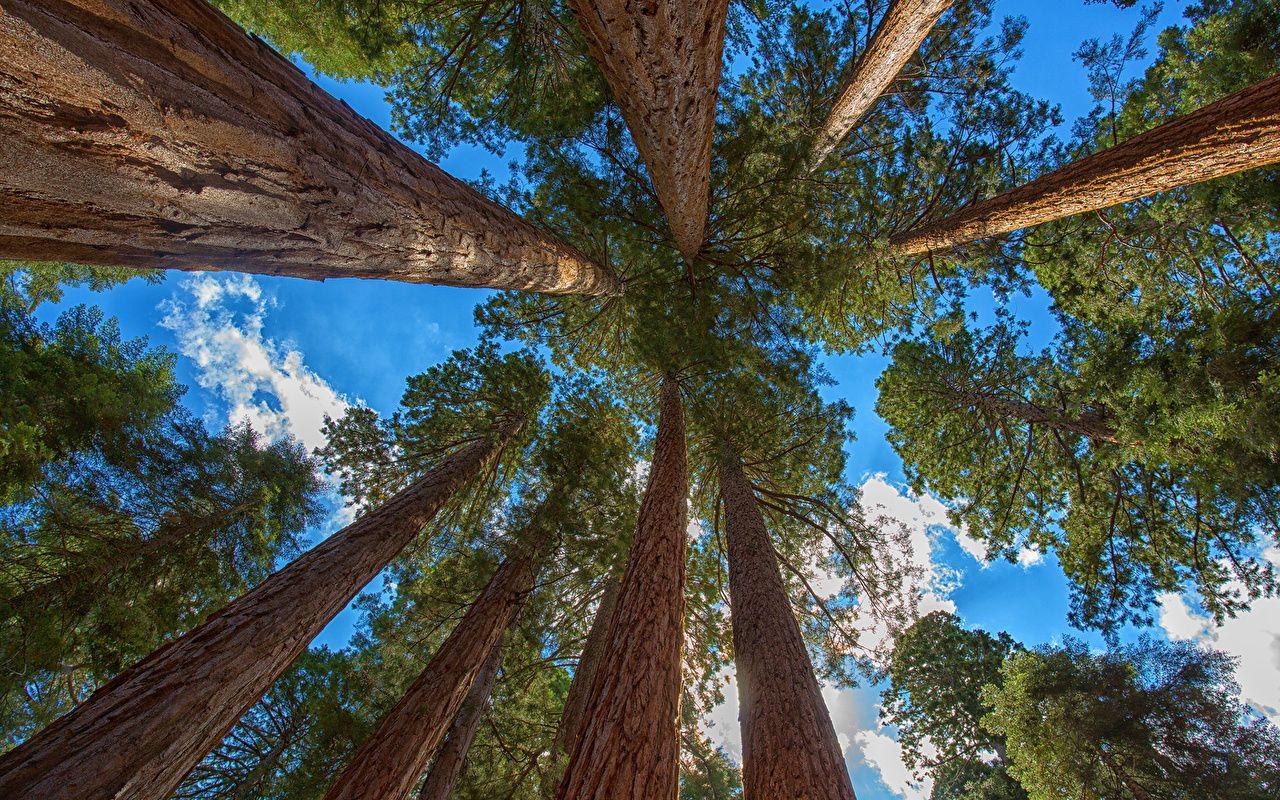 1280x800 Wallpaper redwood sequoia Nature Sky