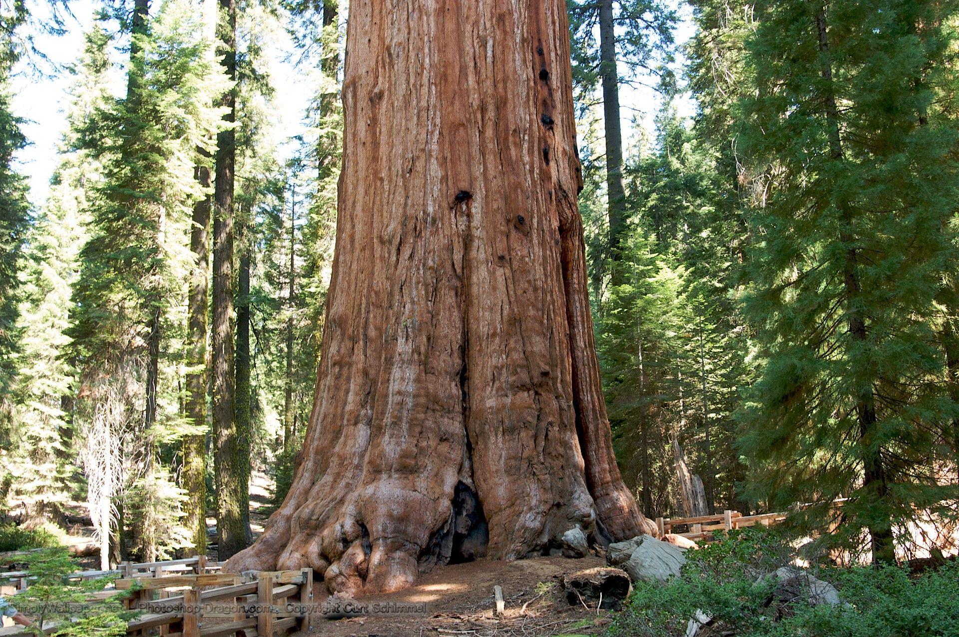 1920x1275 General Sherman Tree in Sequoia National Park Desktop Wallpaper