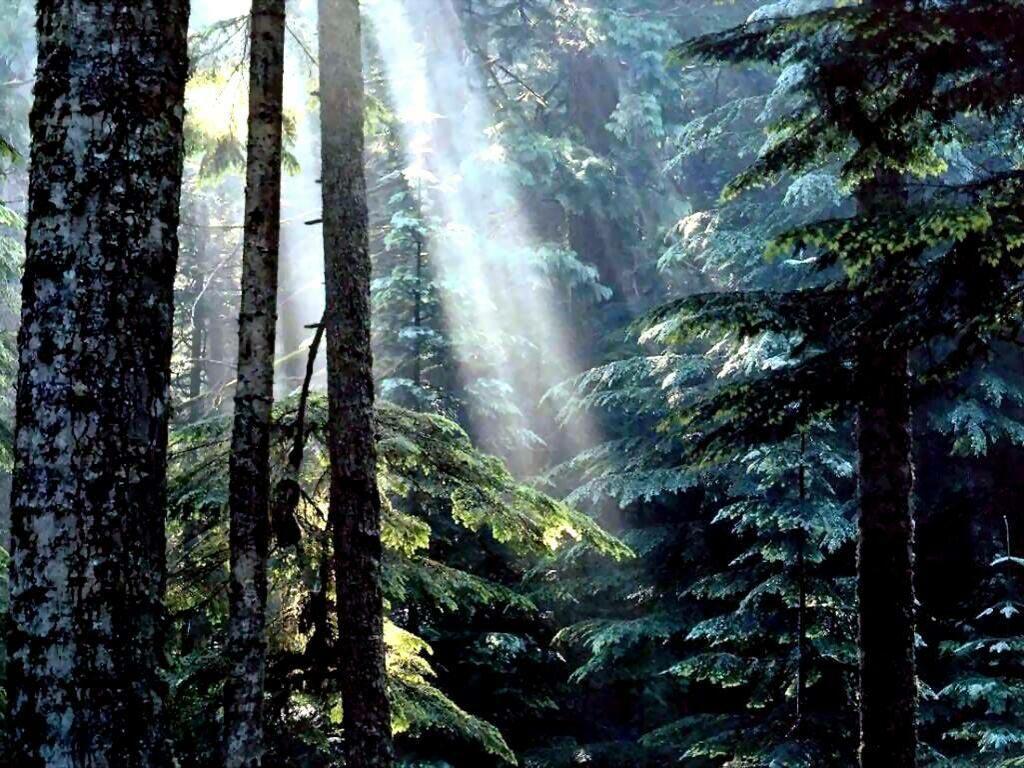 1024x768 National Forest wallpaperx768