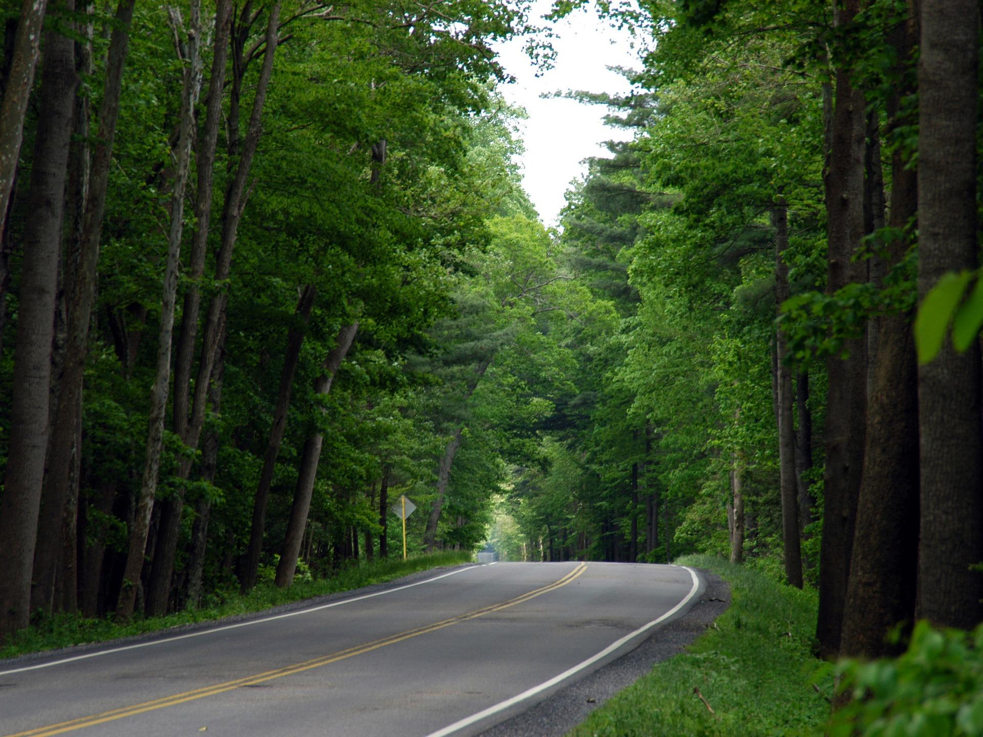 1920x1440 George Washington National Forest Wallpaper Landscape Nature Wallpaper in jpg format for free download