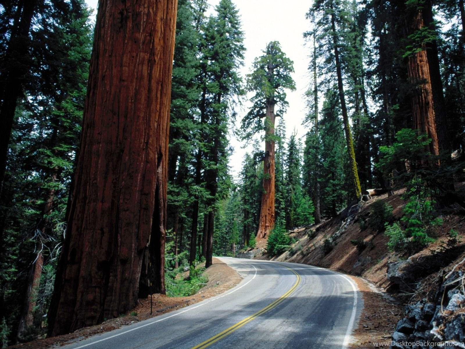 1600x1200 Sequoia National Forest Road Desktop Background