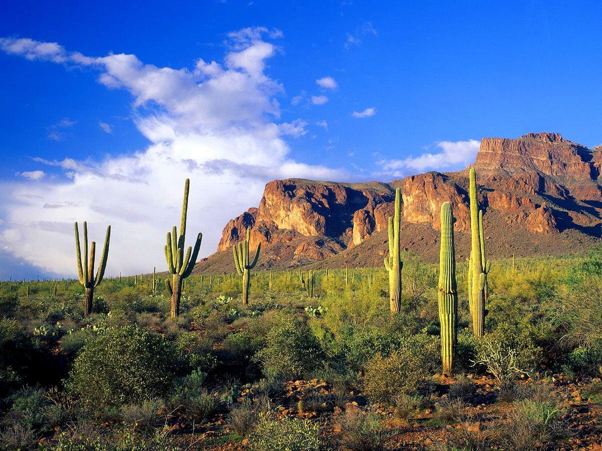 1200x900 Tonto National Forest wallpaper HD. Download Free background