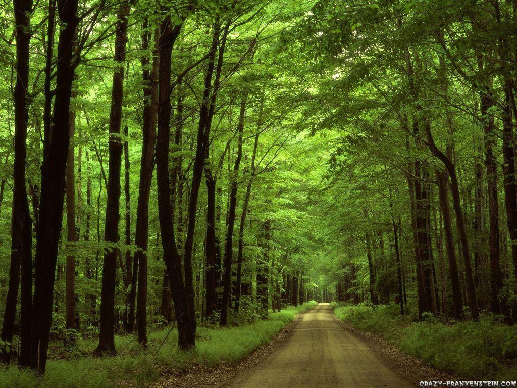 1024x768 Allegheny national forest Pennsylvania. Beautiful nature, Nature picture, Nature wallpaper