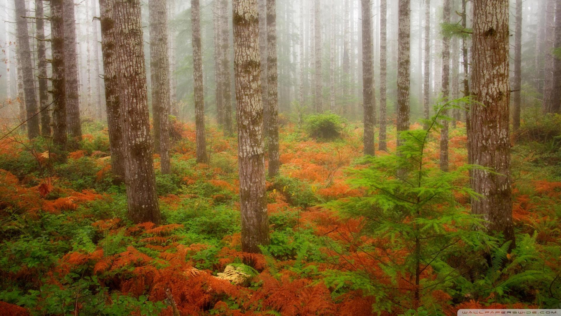 1920x1080 Download Foggy Fall Forest Olympic National Forest Washington Wallpaper 1920x1080