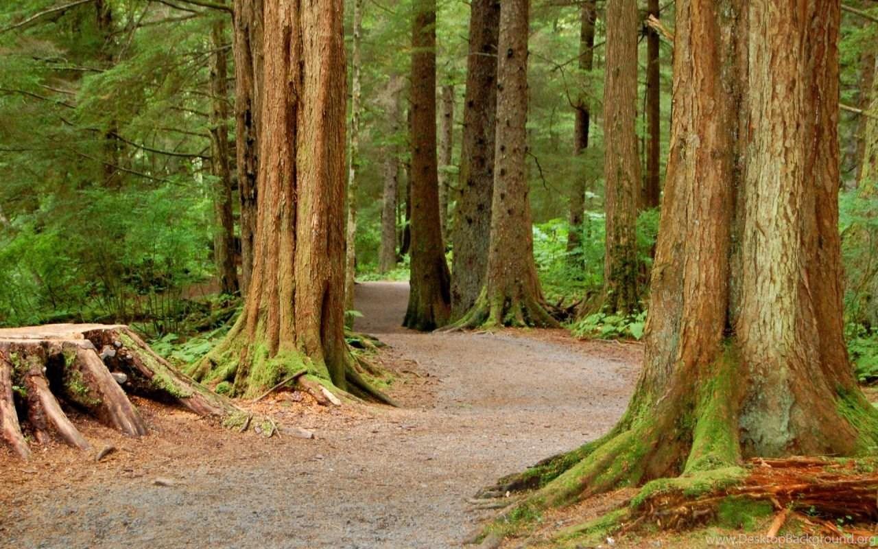 1280x800 Tongass National Forest Wallpaper Desktop Background