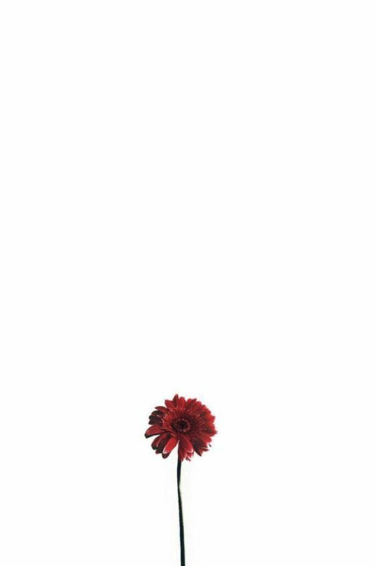 730x1100 Aesthetic White Wallpaper