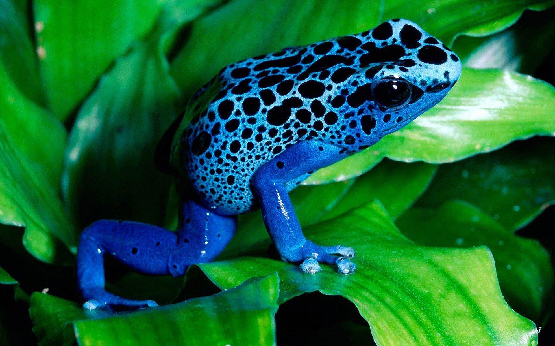 blue frogs