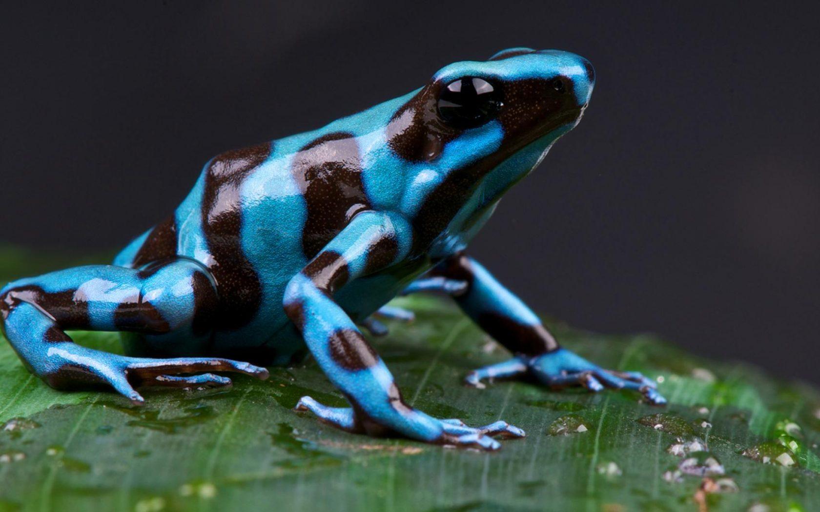 Blue Frog Wallpapers - Top Free Blue Frog Backgrounds - WallpaperAccess