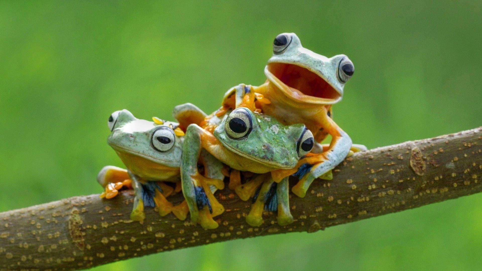 Cute Frog Wallpaper  NawPic