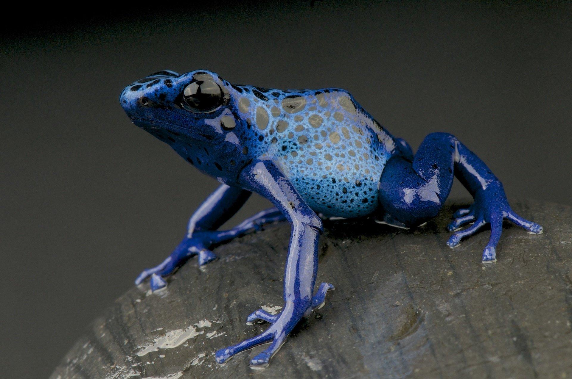 Blue Frog Wallpapers - Top Free Blue Frog Backgrounds - WallpaperAccess