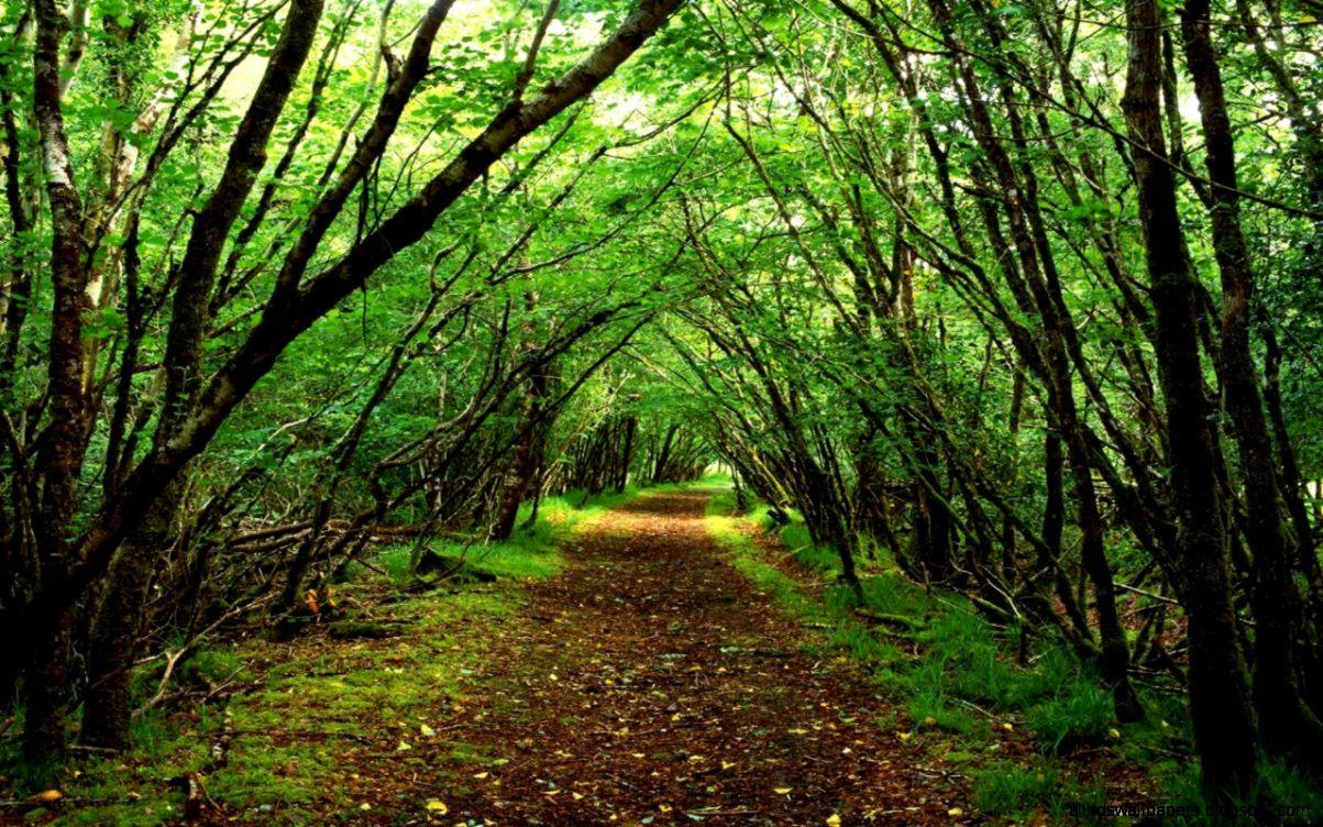 1203x752 Scenic Desktop Background Wallpaper. All HD Wallpaper