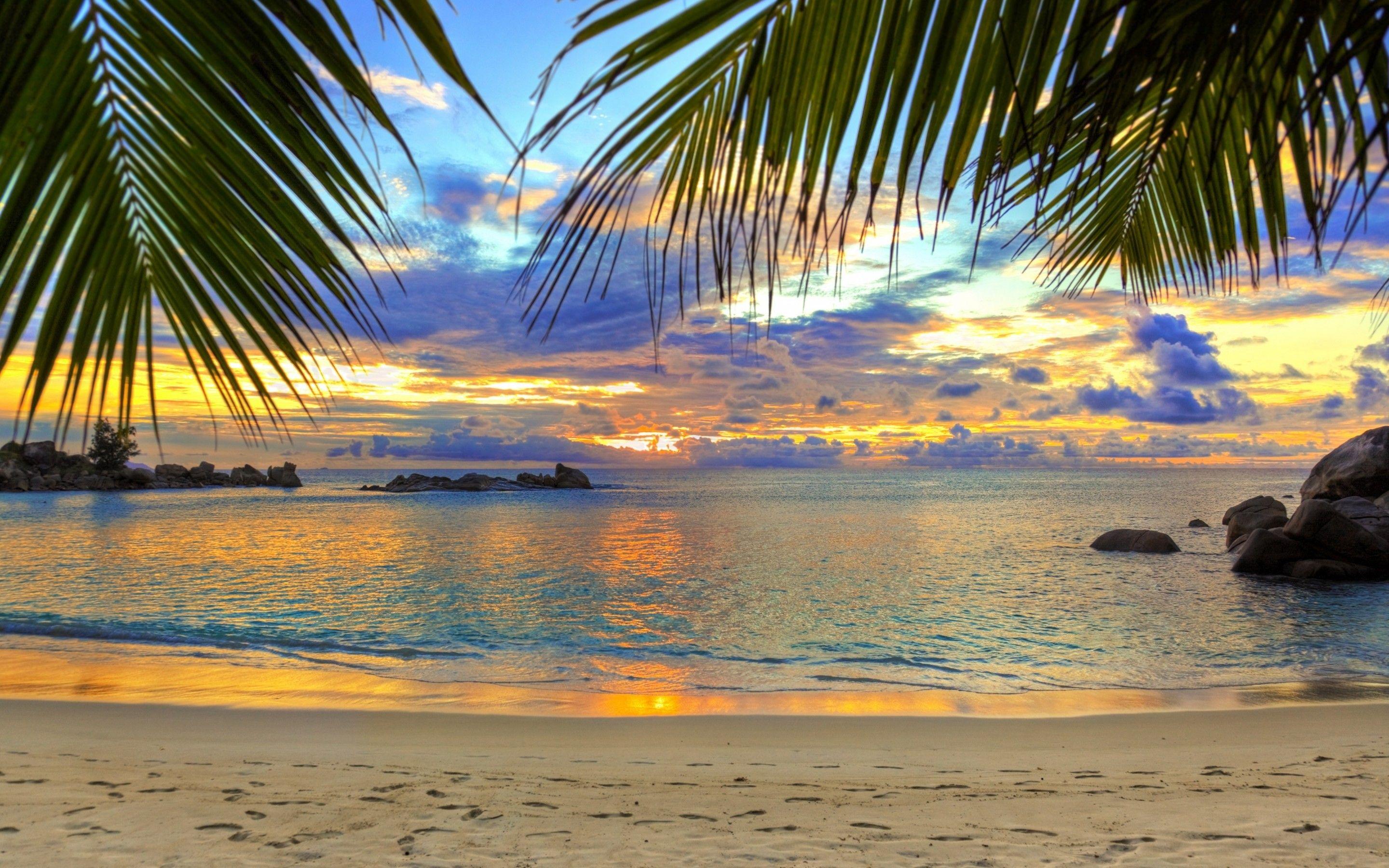 2880x1800 Palm Tree Desktop Wallpaper background picture