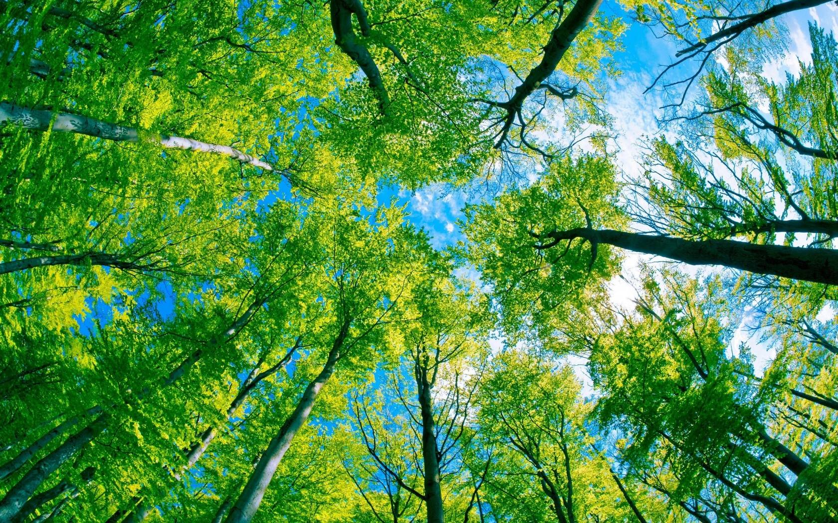 1680x1050 Green Wallpaper Desktop