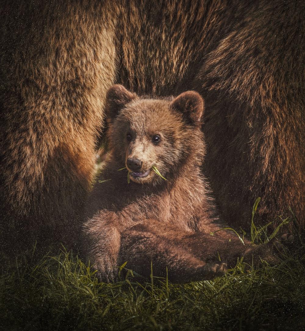 1000x1082 Bear Picture [HD]. Download Free Image