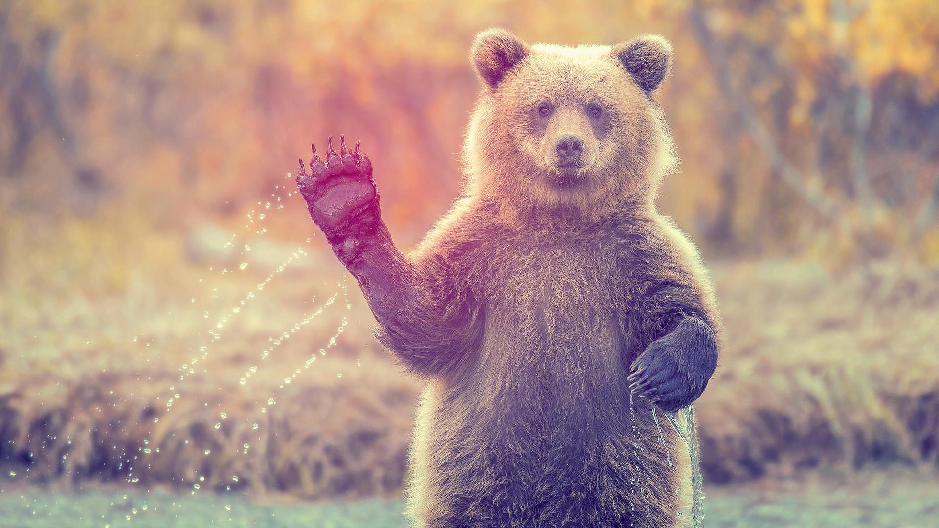 1920x1080 Bear Wallpaper Good Vibes