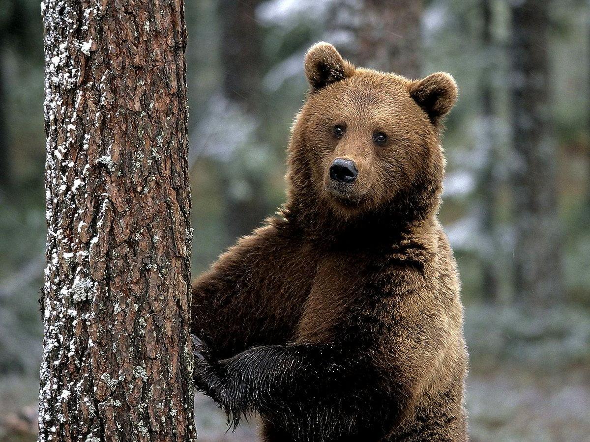 1200x900 Bear wallpaper HD. Download Free background