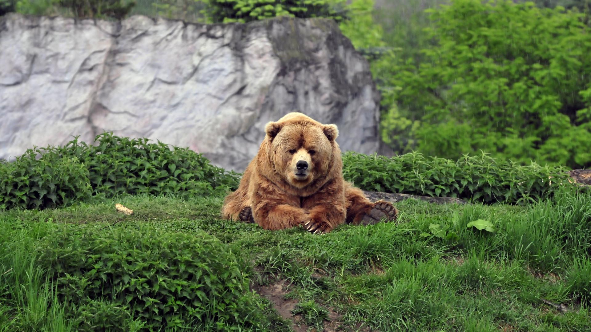 1920x1080 Free Desktop Bear Wallpaper