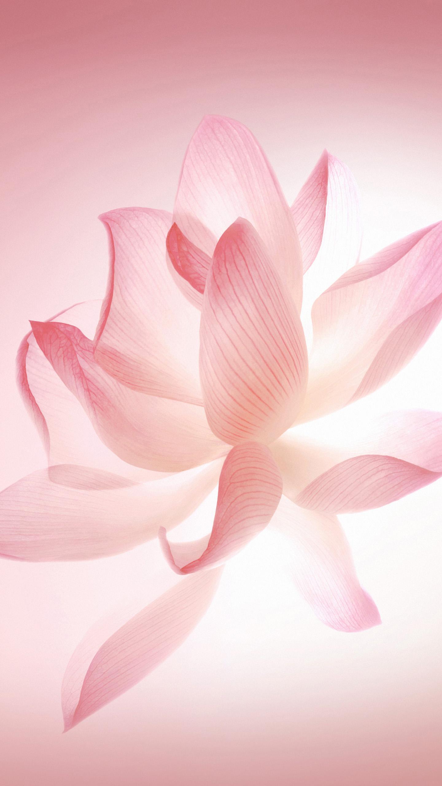 1440x2560 Huawei P P P10 Wallpaper for Android
