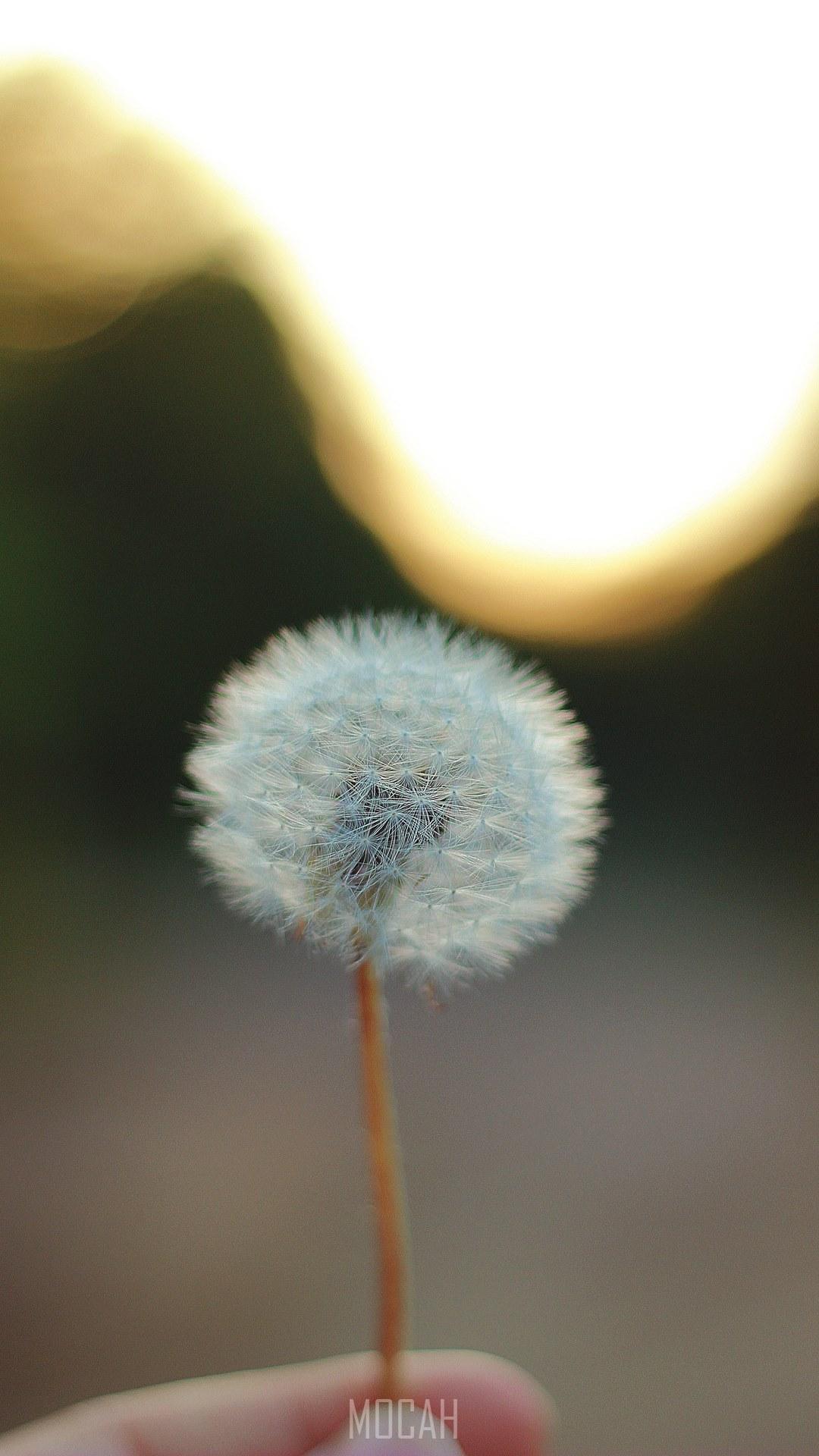 1080x1920 a person holding a dandelion in their hand, make a wish, Huawei P8 Lite 2017 wallpaper HD free download, 1080x1920. Mocah HD Wallpaper