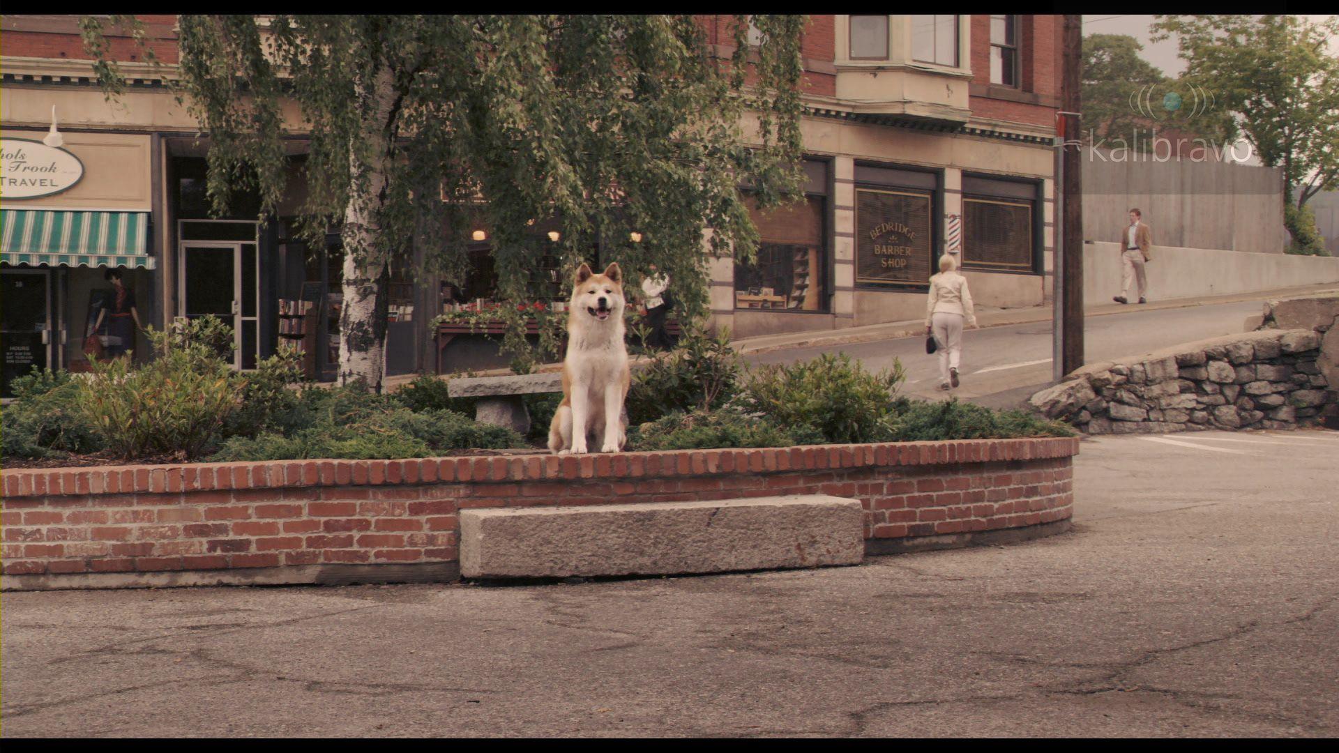 1920x1080 Hachi, my friend, Parker is never coming home. But if Hachiko wants to wait, then Hachiko should wait. You want to wait for. A dog's tale, Wallpaper, Dog stories