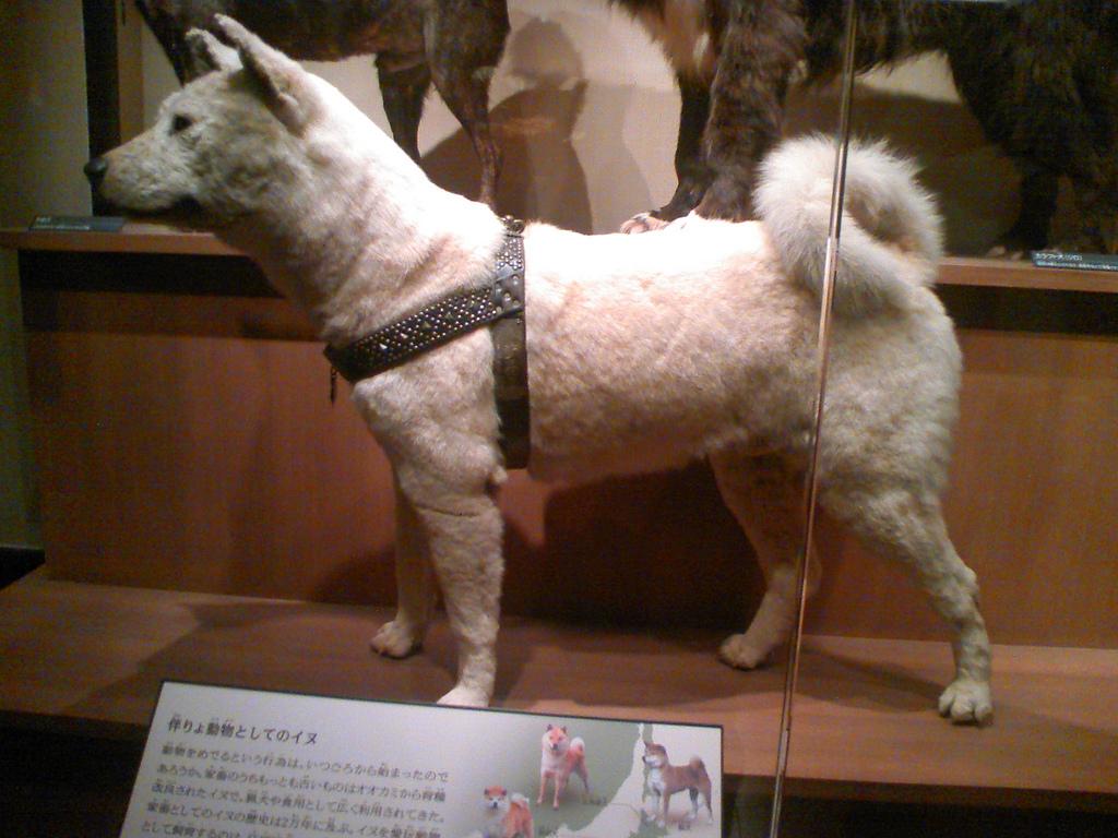 1024x768 Hachiko! Sharing!
