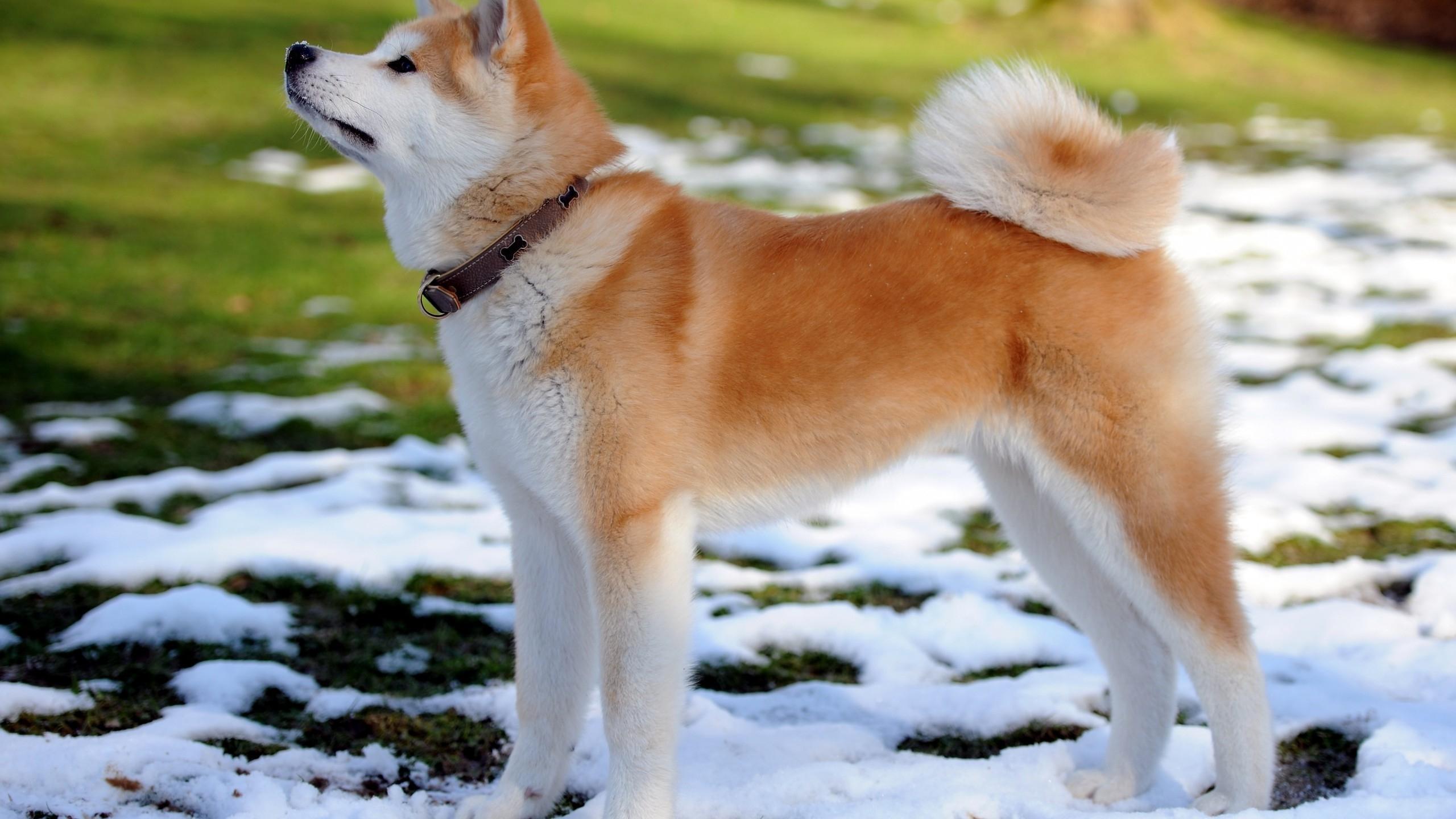 2560x1440 Akita Wallpaper