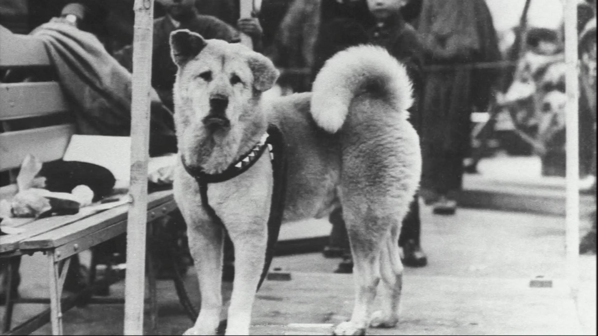 1920x1080 Hachi: A Dog's Tale (2009)