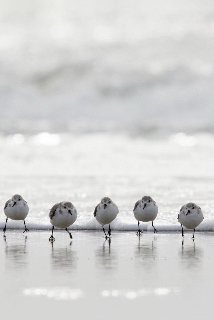 735x1102 Birds On A Beach. Beach wallpaper, Nautical wallpaper, Wallpaper