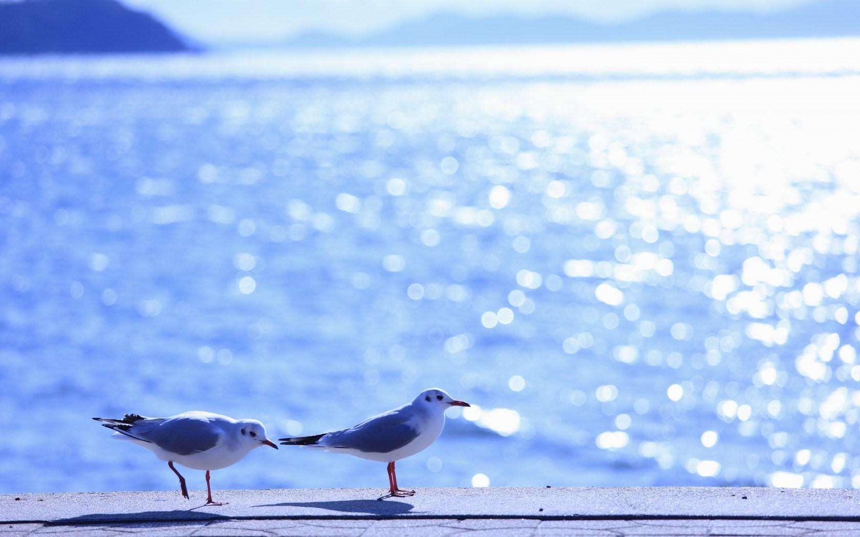 1680x1050 Summer Birds Wallpaper