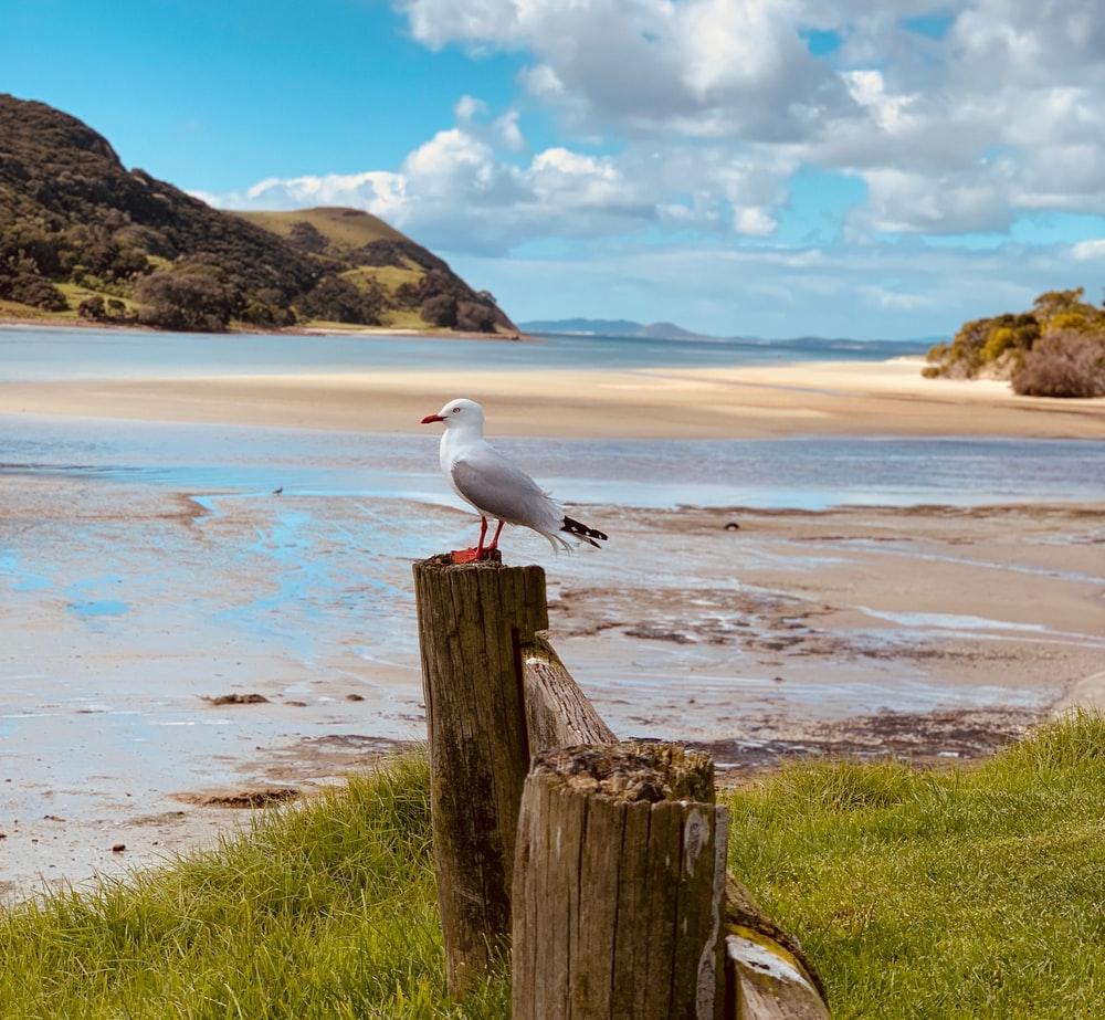 1000x923 Sea Birds Picture. Download Free Image