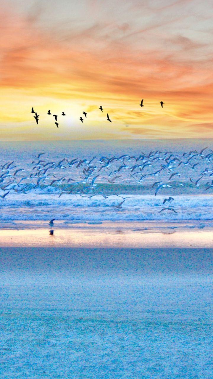 720x1280 Seagulls, birds, beach, sunset, sea, 720x1280 wallpaper. Beautiful beach picture, Ocean landscape, Ocean photography