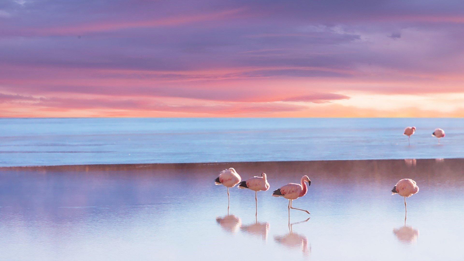 1920x1080 Flamingos on the Beach HD Wallpaper