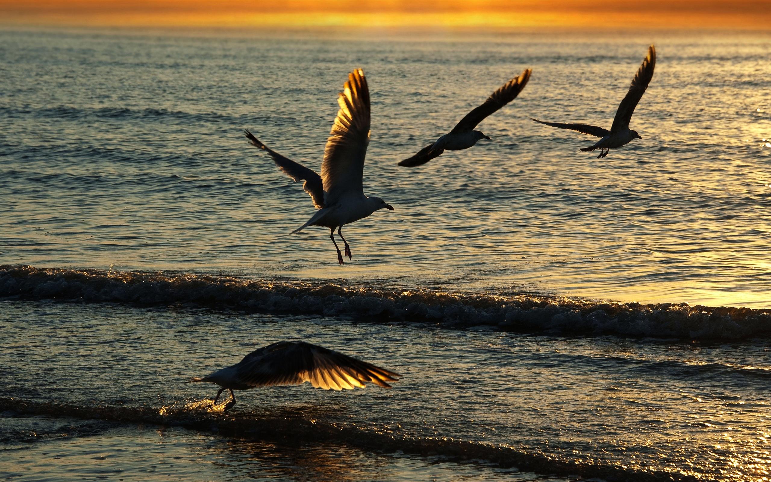 2560x1600 Seagull Flying On The Beach New HD Wallpaper HD Wallpaper