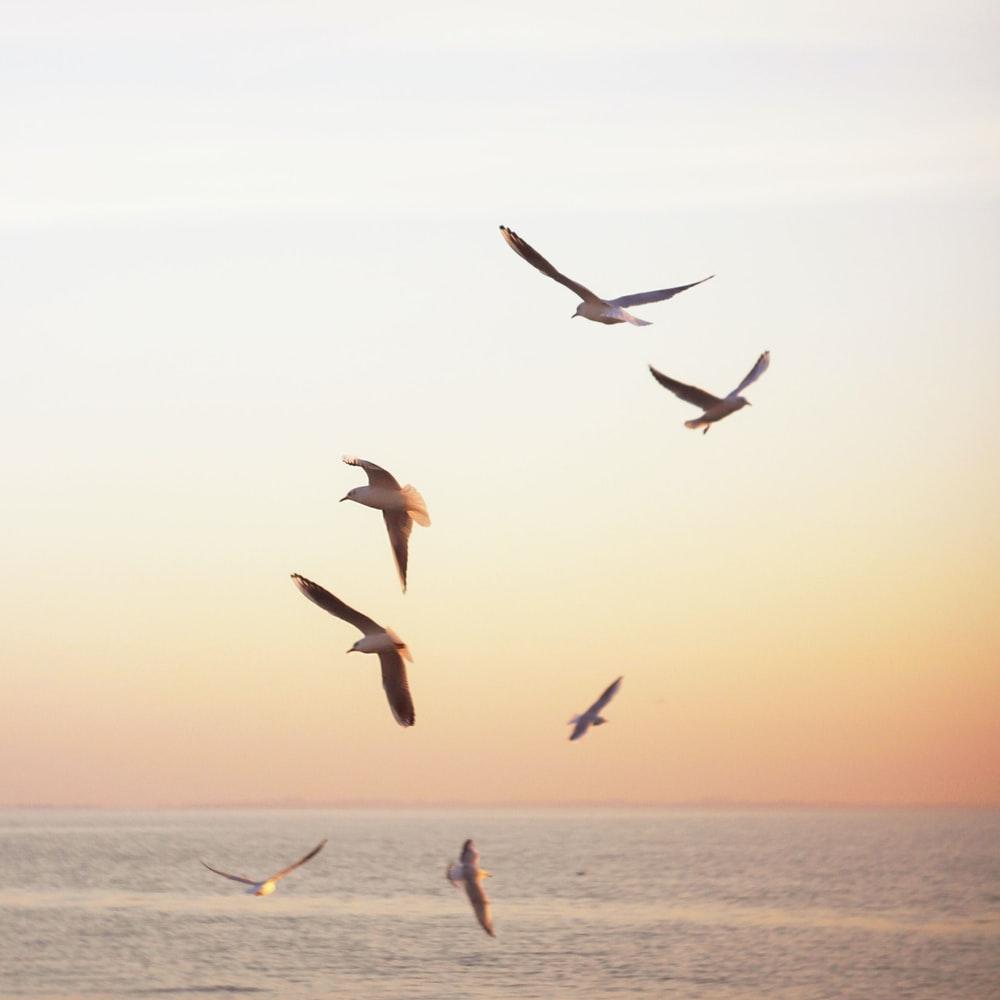 1000x1000 Seagull Picture [HQ]. Download Free Image