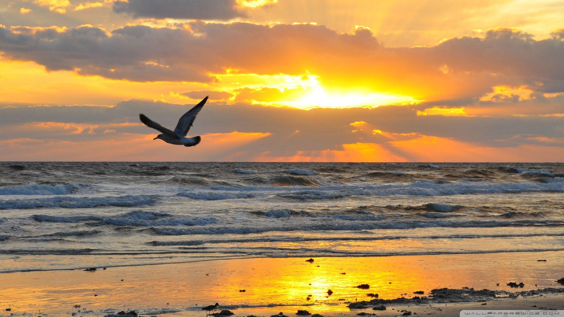 1920x1080 Sun Rising And Birds Wallpaper