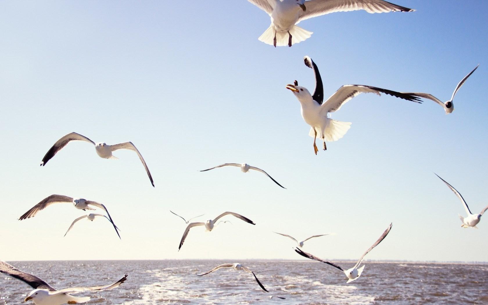 1680x1050 Nature Sky Birds Flying