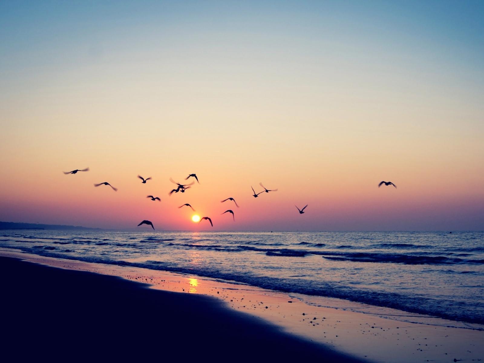 1600x1200 Download Wallpaper, Download 1600x1200 sunset nature beach sea birds vintage seascapes 2560x1600 wallpaper Wallpaper –Free Wallpaper Download