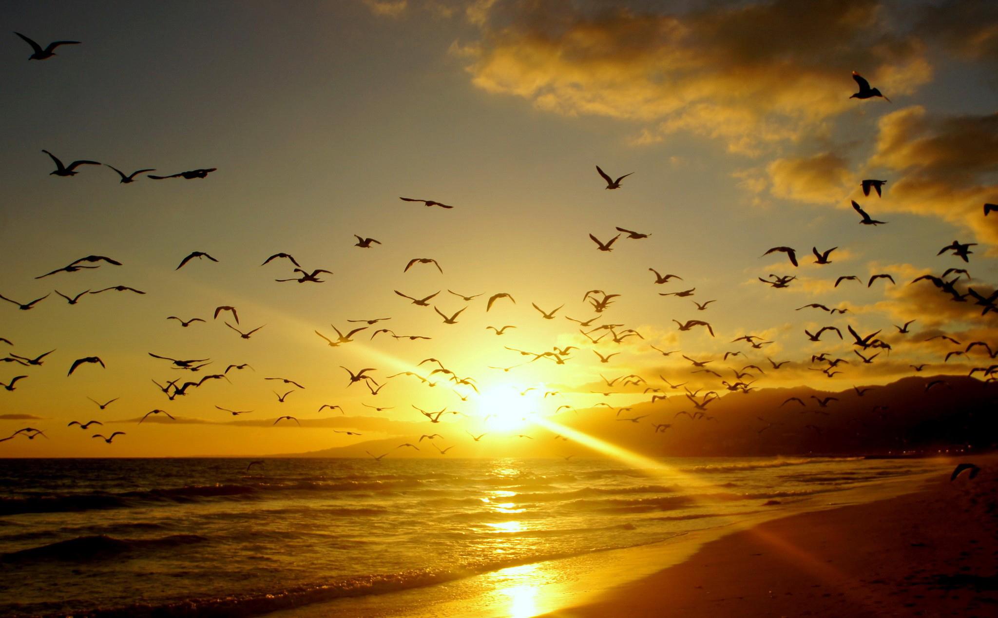 2048x1268 Free download beach flock birds sky clouds mountains horizon sunset [2048x1268] for your Desktop, Mobile & Tablet. Explore Wallpaper Birds and Clouds. Bird Wallpaper for Home, Wallpaper with Birds